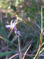 purple flowers