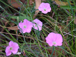 pink flower