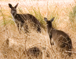grey kangaroos