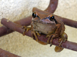 frog