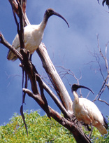 ibis