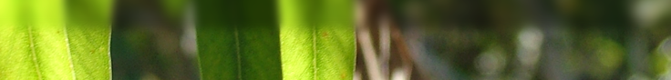 leaves banner