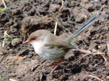 blue wren