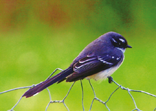wagtail