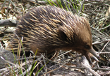 echidna